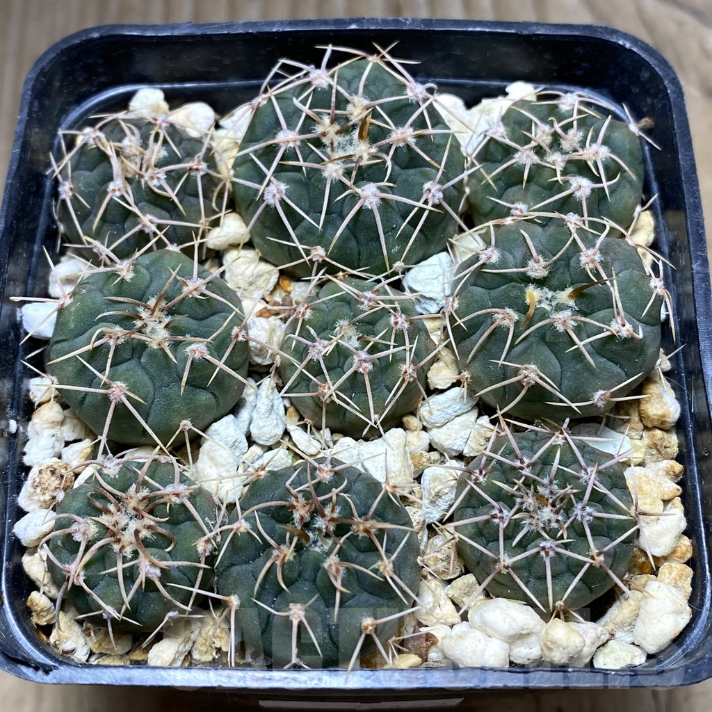 SHPR32429 Gymnocalycium ochoterenae VG 250, 9 plants