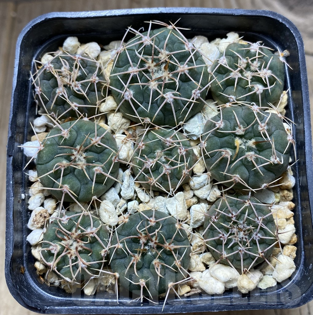 SHPR32429 Gymnocalycium ochoterenae VG 250, 9 plants - Image 2
