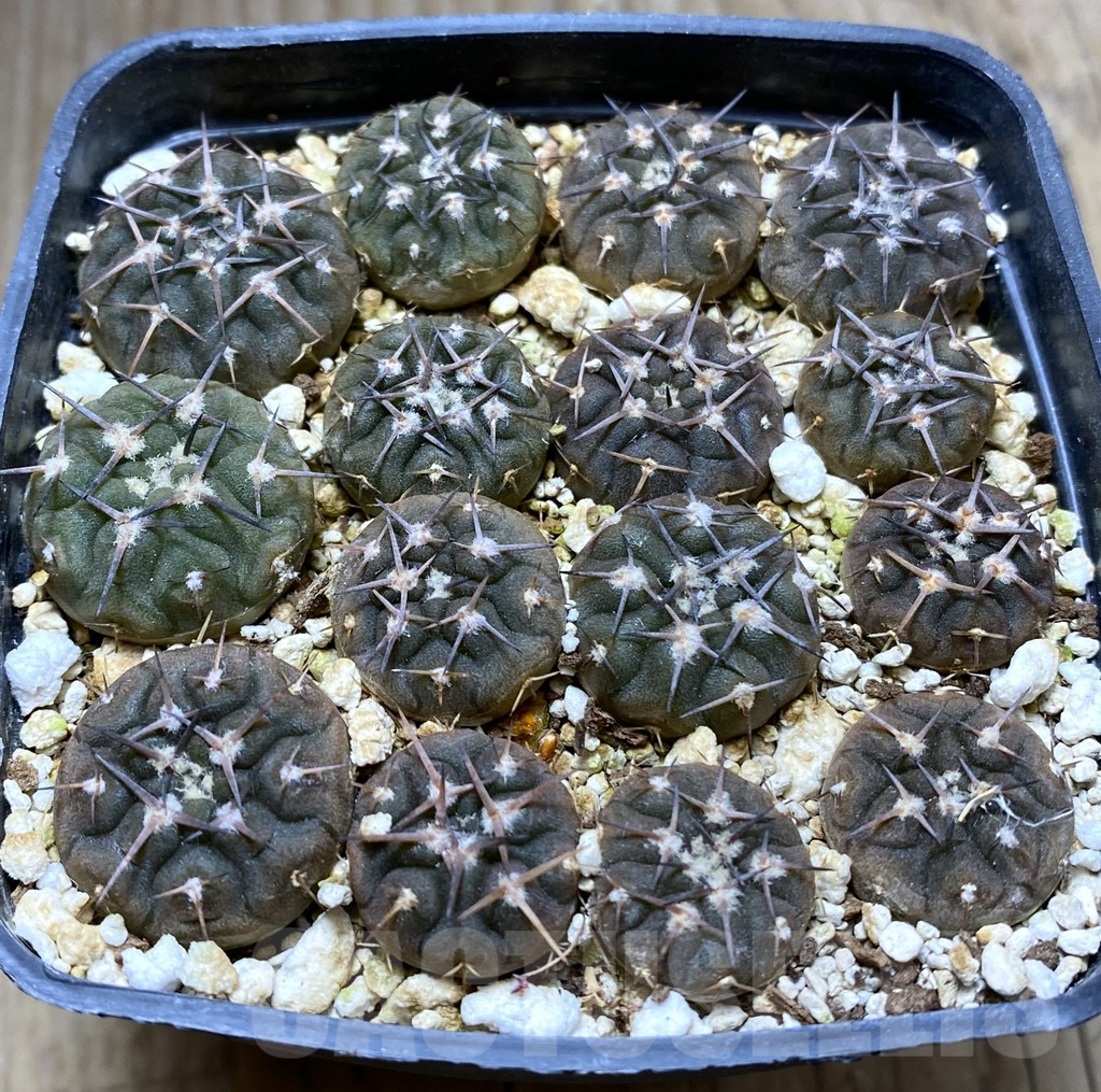 SHPR32430 Gymnocalycium bodenbenderianum VG 213, 15 plants