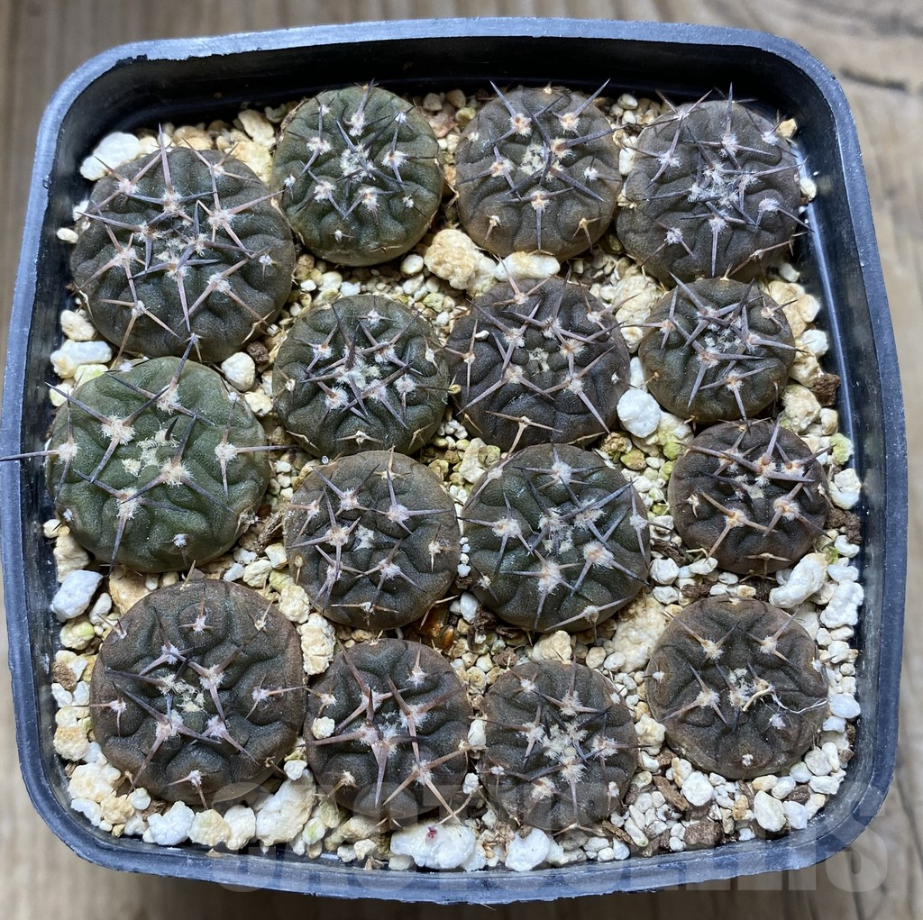 SHPR32430 Gymnocalycium bodenbenderianum VG 213, 15 plants - Image 2