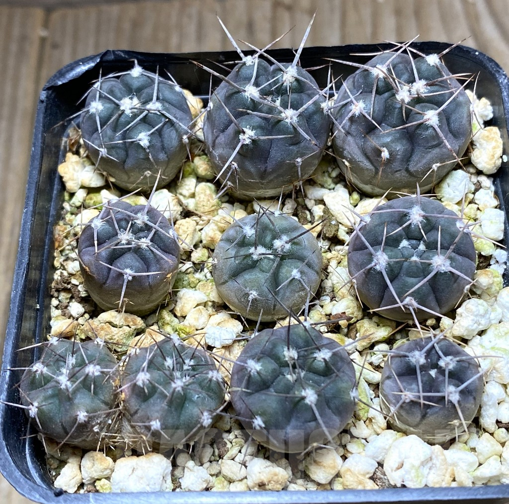 SHPR32431 Gymnocalycium striglianum v. aeneum VG 407, 9 plants