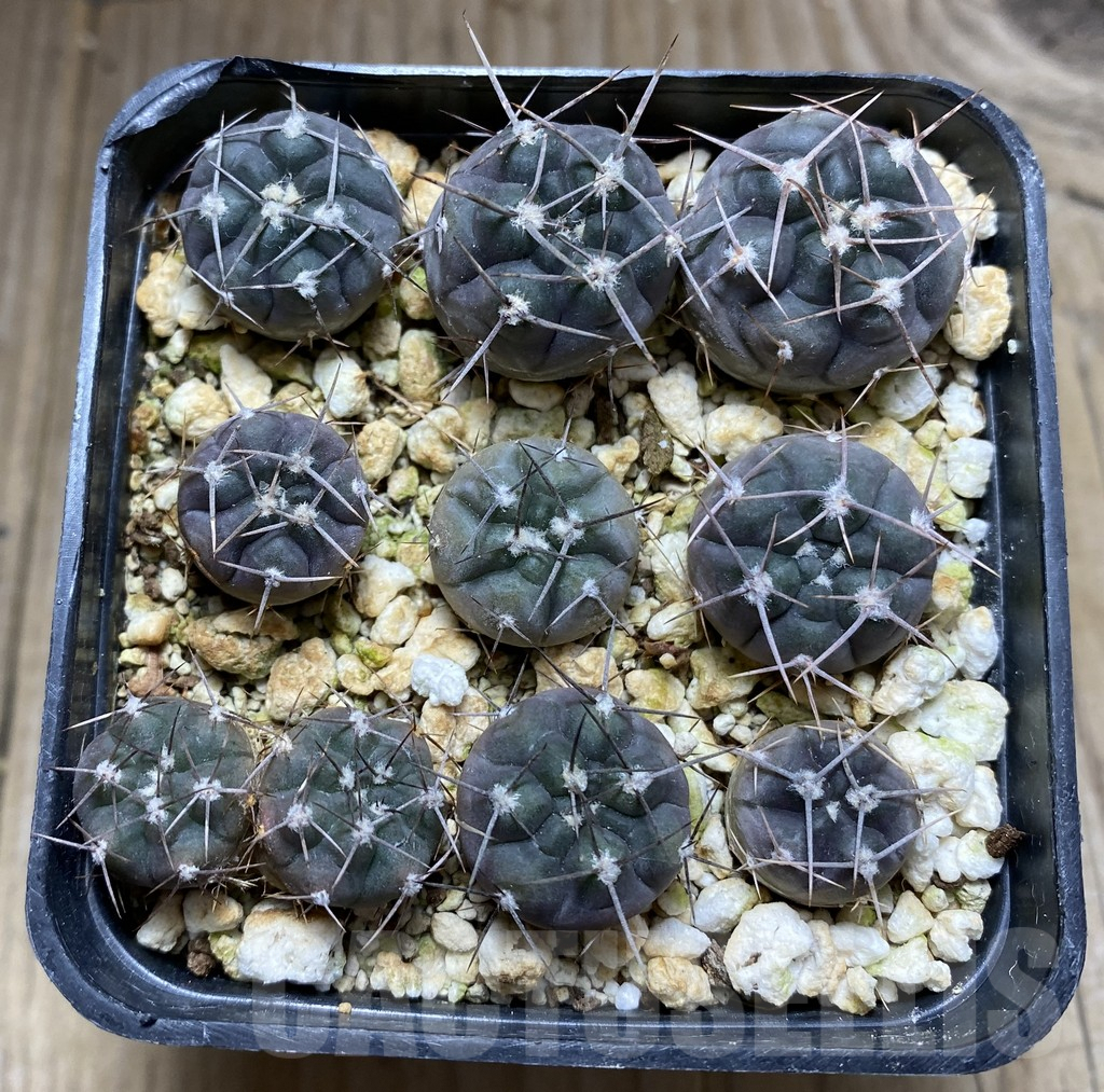 SHPR32431 Gymnocalycium striglianum v. aeneum VG 407, 9 plants - Image 2
