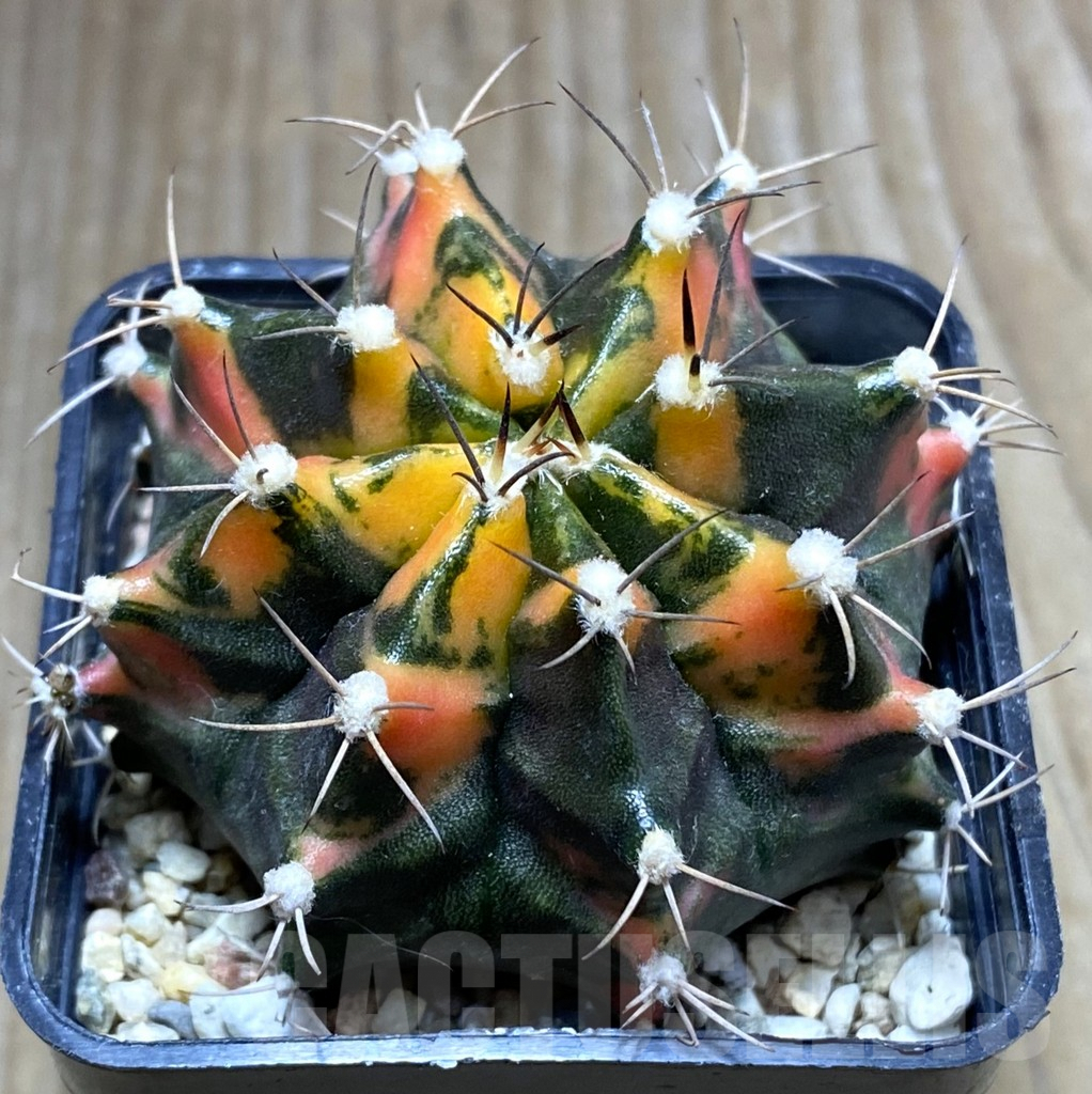 SHPR32436 Gymnocalycium mihanovichii f.variegata, seedling