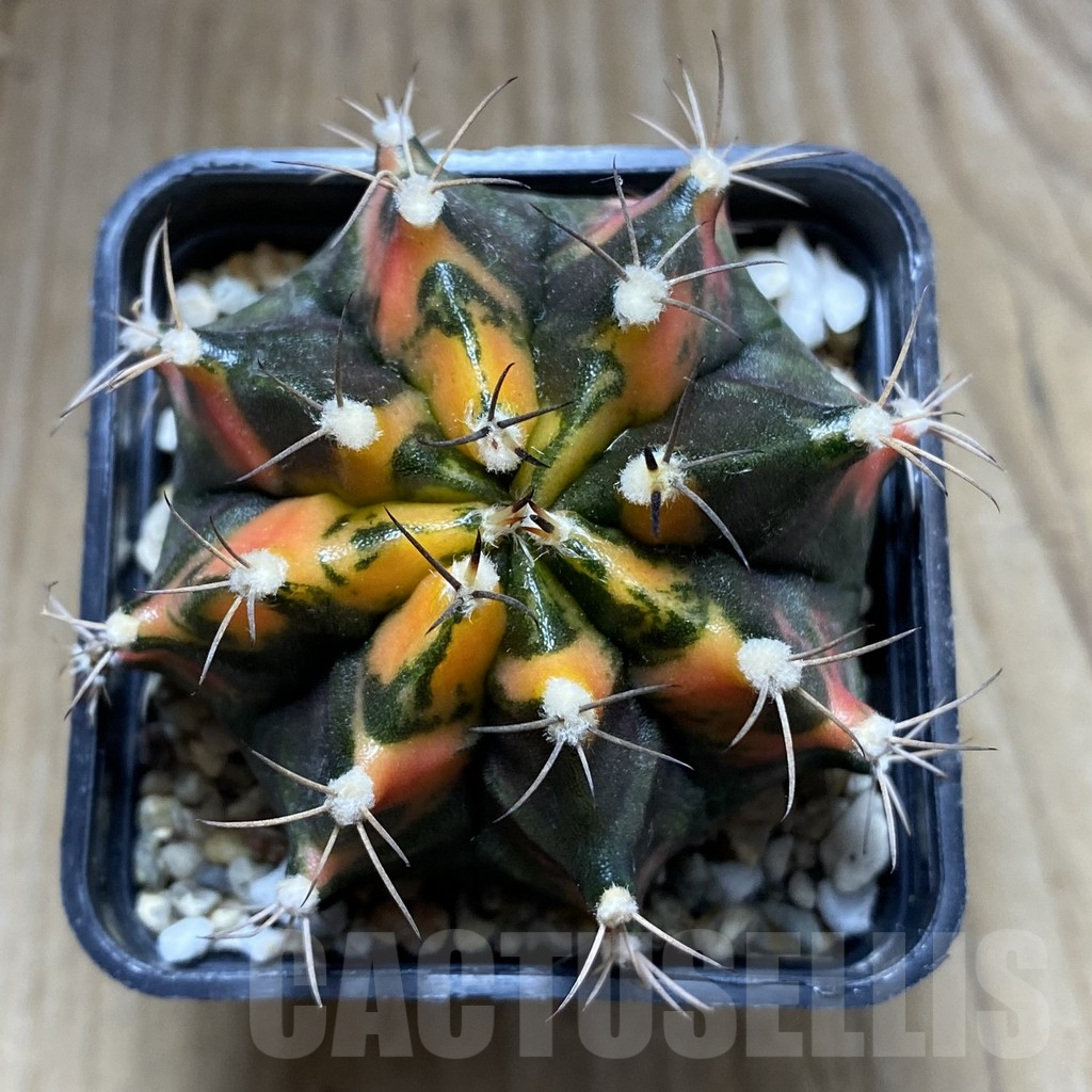 SHPR32436 Gymnocalycium mihanovichii f.variegata, seedling - Image 2