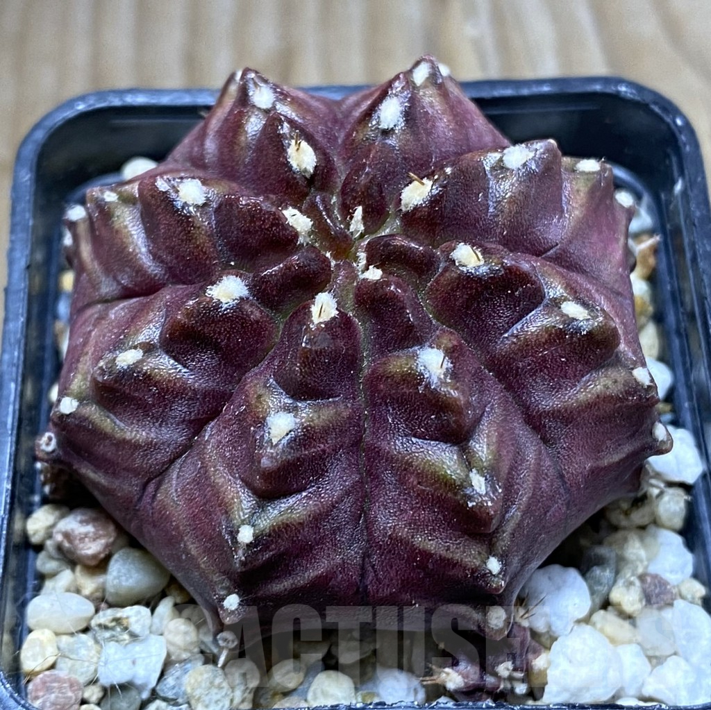 SHPR32437 Gymnocalycium mihanovichii 'Nana'