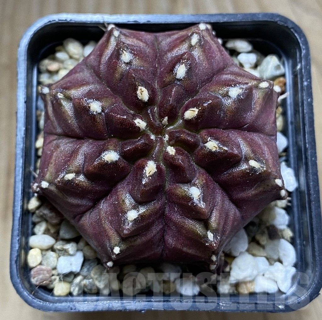 SHPR32437 Gymnocalycium mihanovichii 'Nana' - 画像 (2)