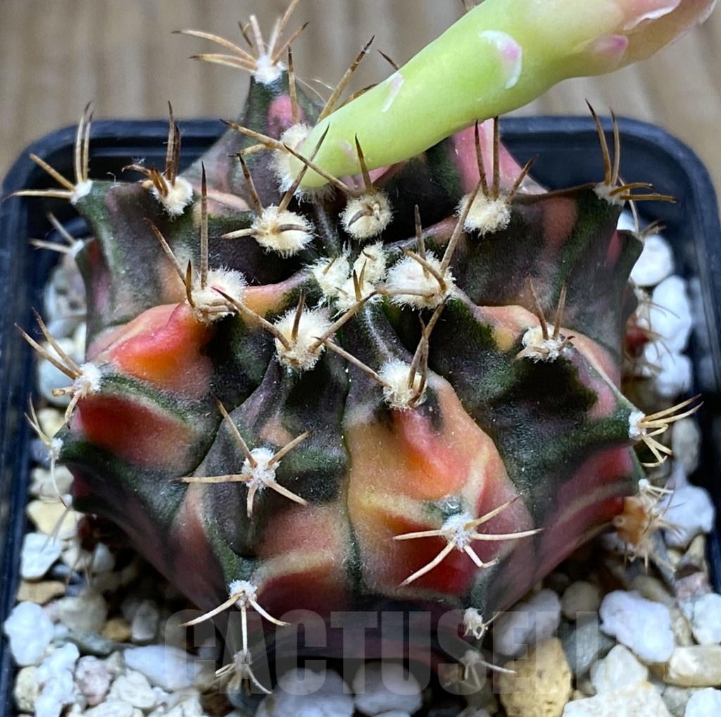 SHPR32439 Gymnocalycium mihanovichii ‘Papaya’