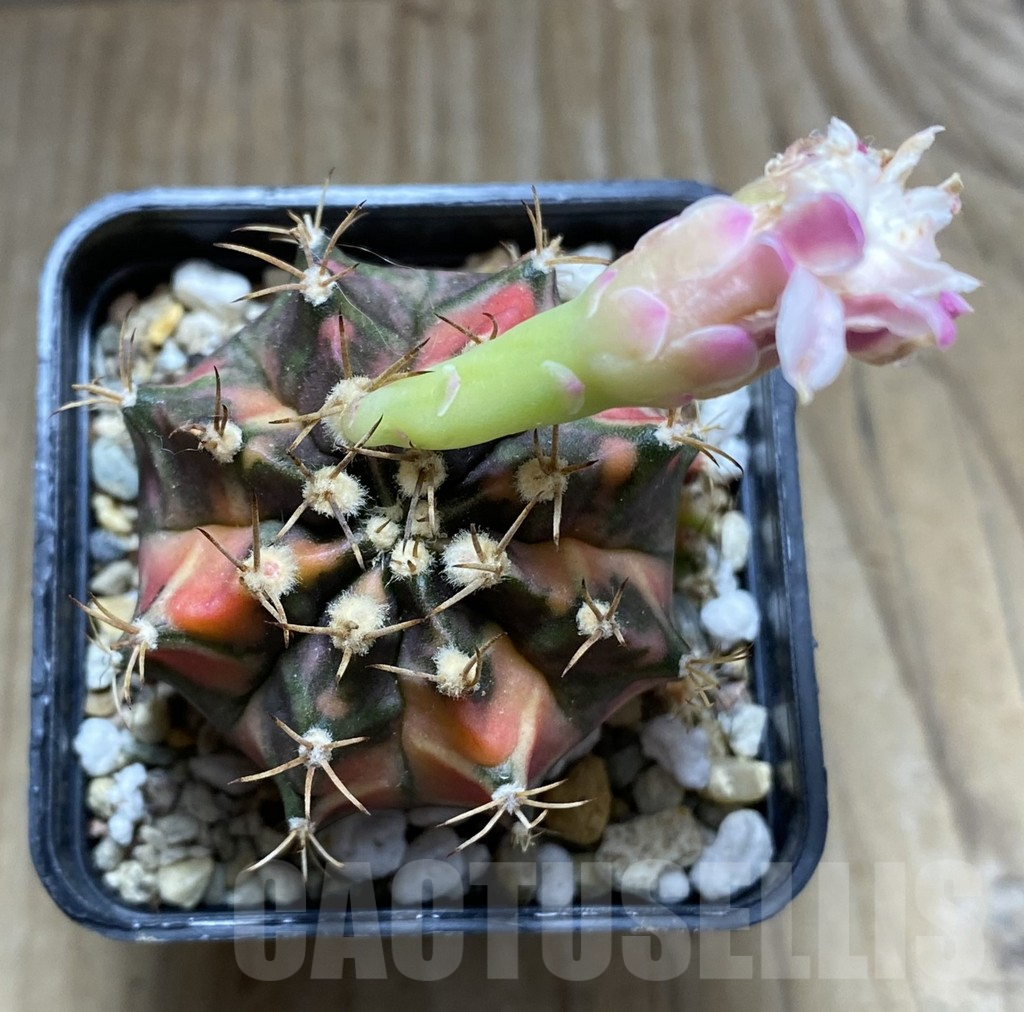 SHPR32439 Gymnocalycium mihanovichii ‘Papaya’ - Image 2