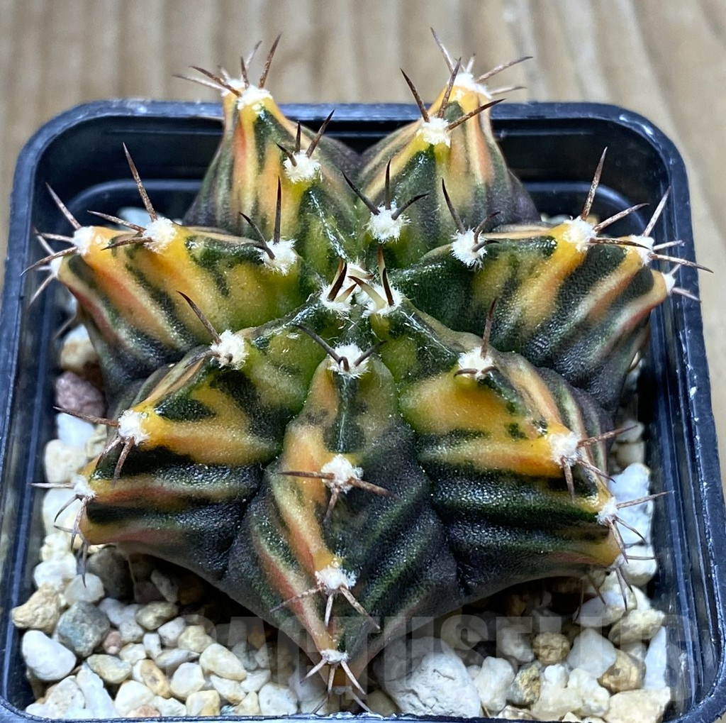 SHPR32440 Gymnocalycium mihanovichii f. variegata, seedling