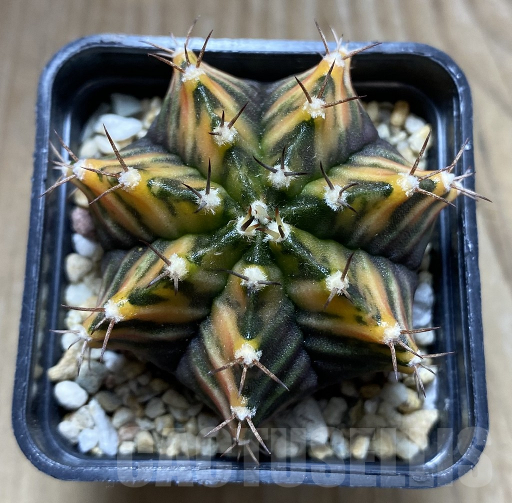 SHPR32440 Gymnocalycium mihanovichii f. variegata, seedling - Image 2