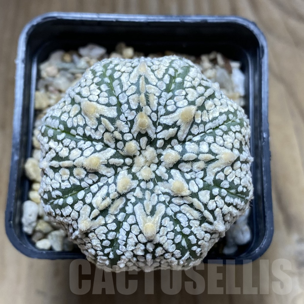 SHPR32442 Astrophytum asterias ‘Super kabuto, Star shape’ V-type - Image 2