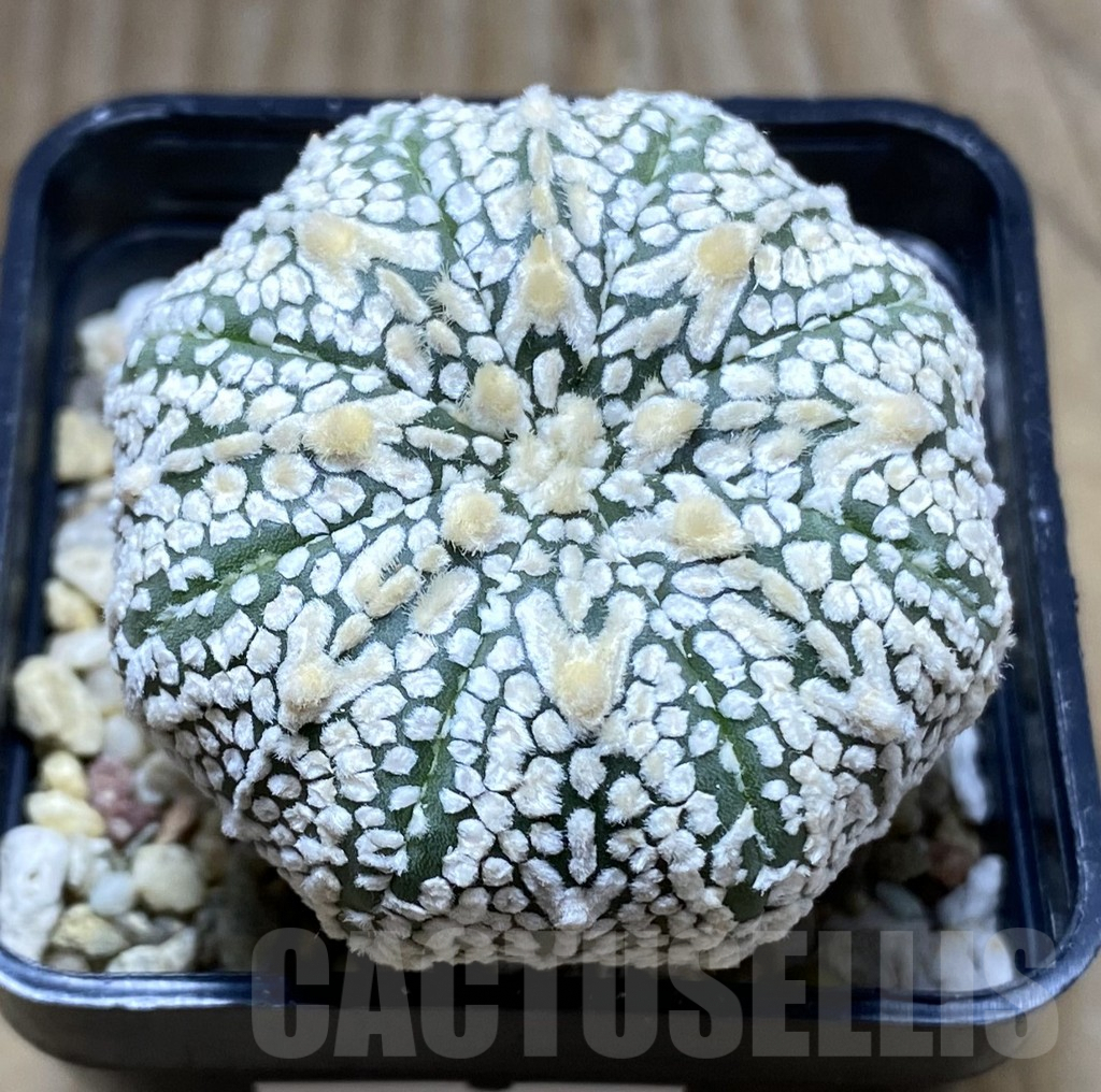 SHPR32442 Astrophytum asterias ‘Super kabuto, Star shape’ V-type