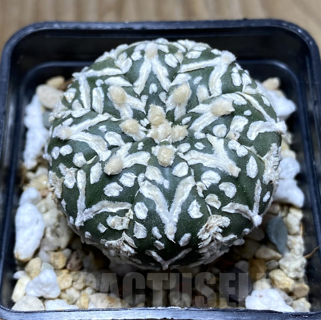 SHPR32443 Astrophytum asterias ‘Super Kabuto’ V-Type
