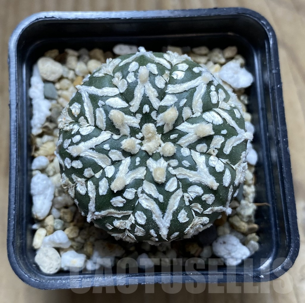 SHPR32443 Astrophytum asterias ‘Super Kabuto’ V-Type – Image 2