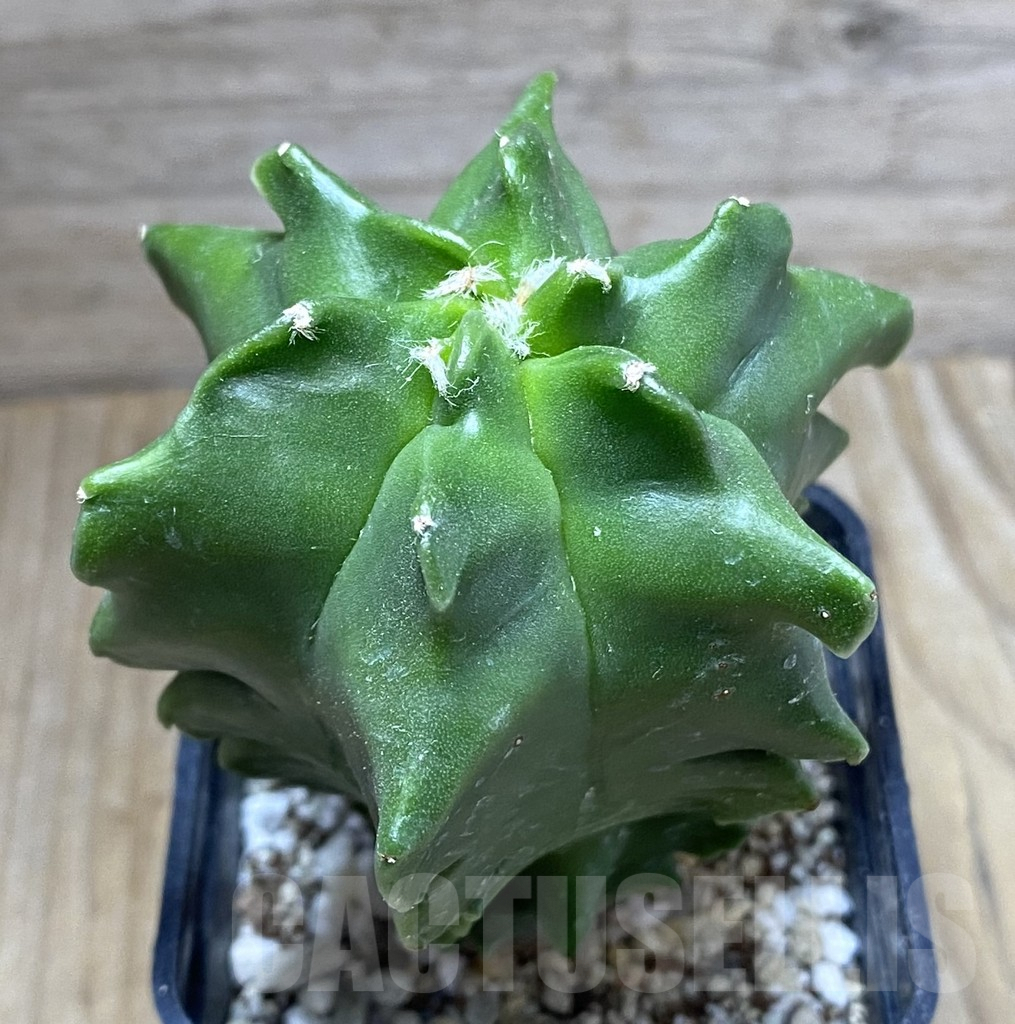 SHPR32444 Astrophytum myriostigma ‘Kikko’