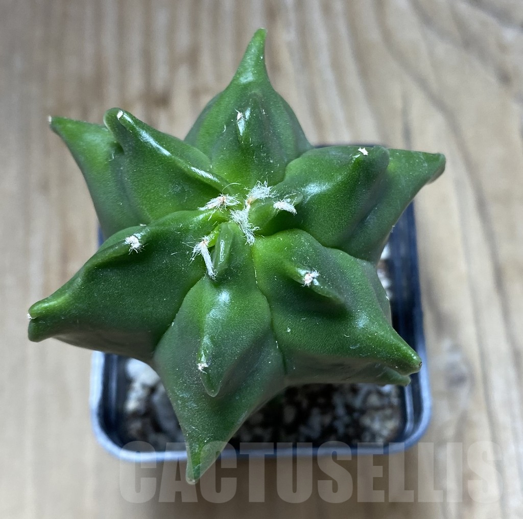 SHPR32444 Astrophytum myriostigma ‘Kikko’ - Image 2