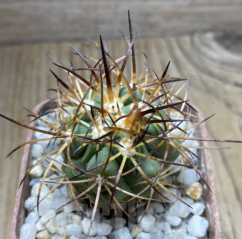 SHPR32448 Copiapoa domeykoensis GCG 15032, grafted – Image 2