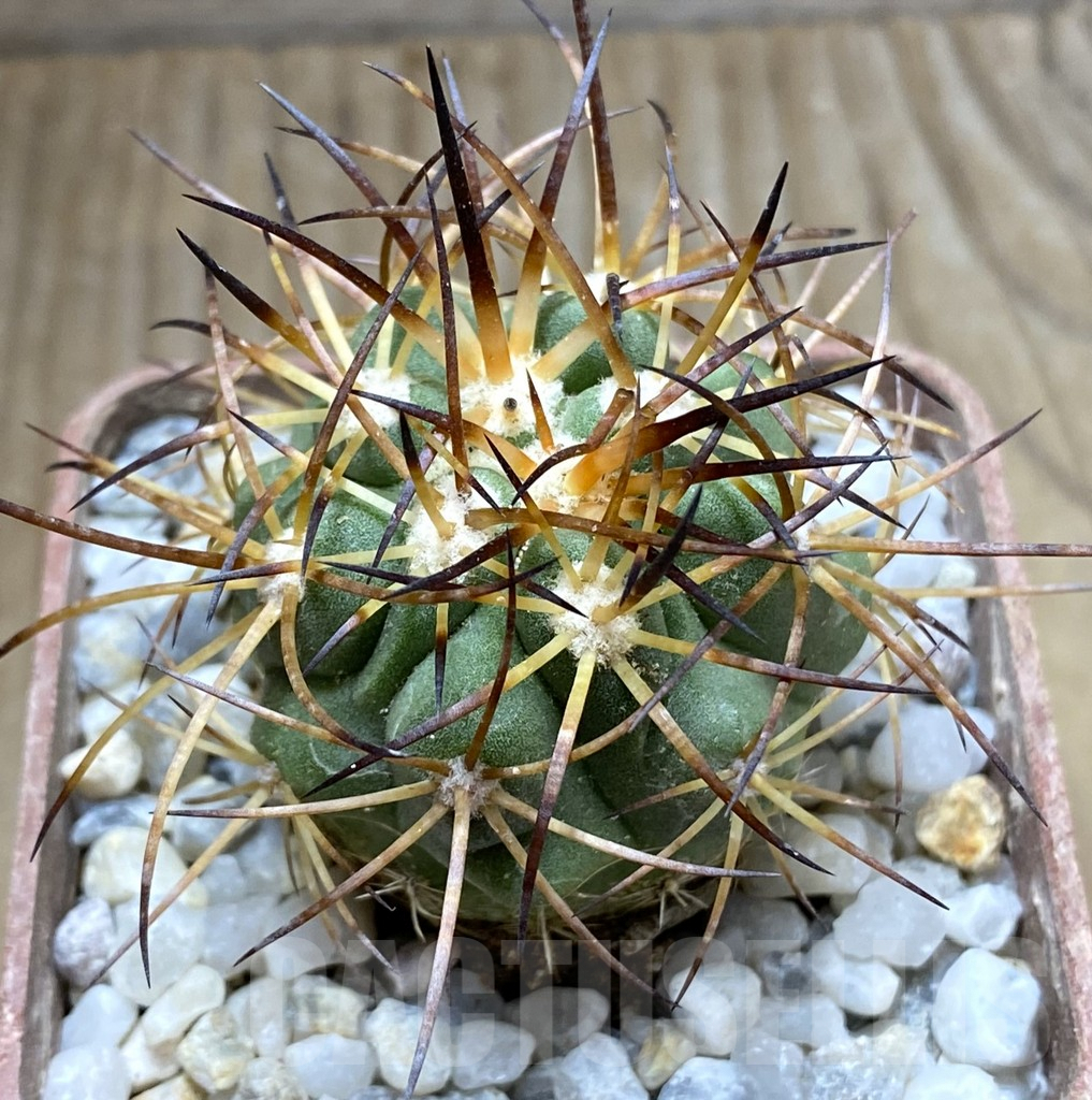 SHPR32448 Copiapoa domeykoensis GCG 15032, grafted