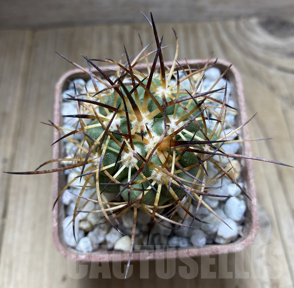 SHPR32448 Copiapoa domeykoensis GCG 15032, grafted – Image 3