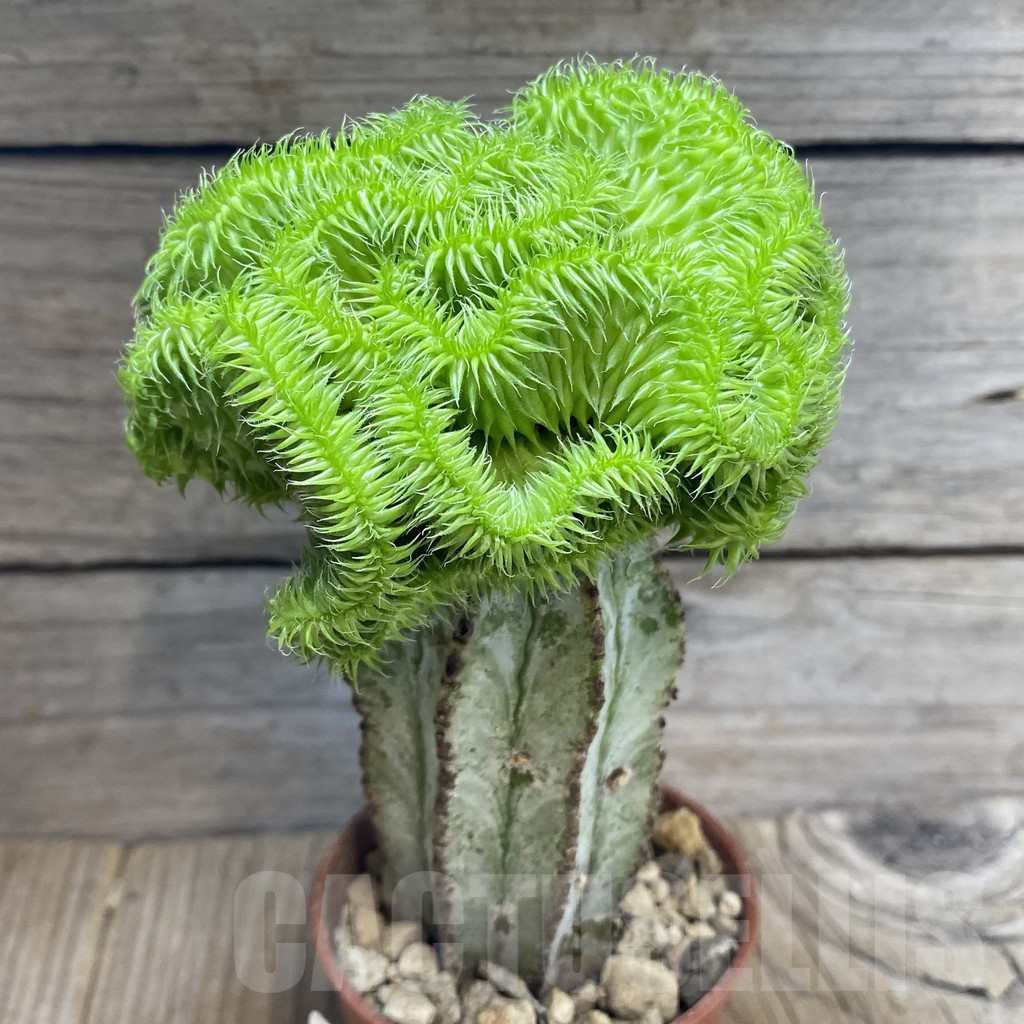 SHPR32451 Euphorbia susannae f. cristata, grafted – Image 2