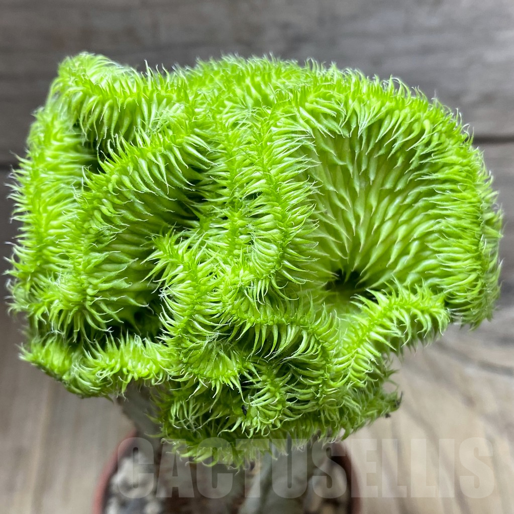 SHPR32451 Euphorbia susannae f. cristata, grafted