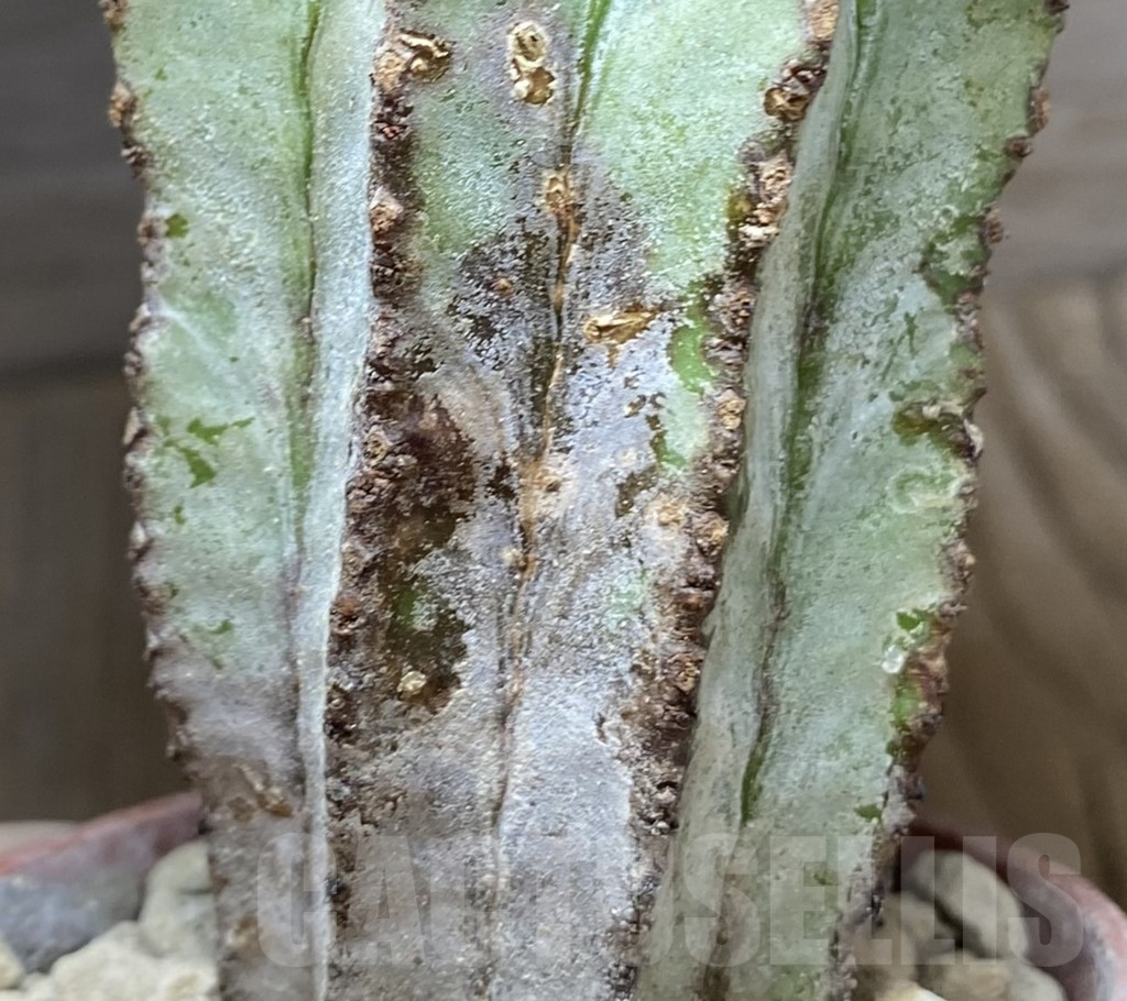 SHPR32451 Euphorbia susannae f. cristata, grafted – Image 3