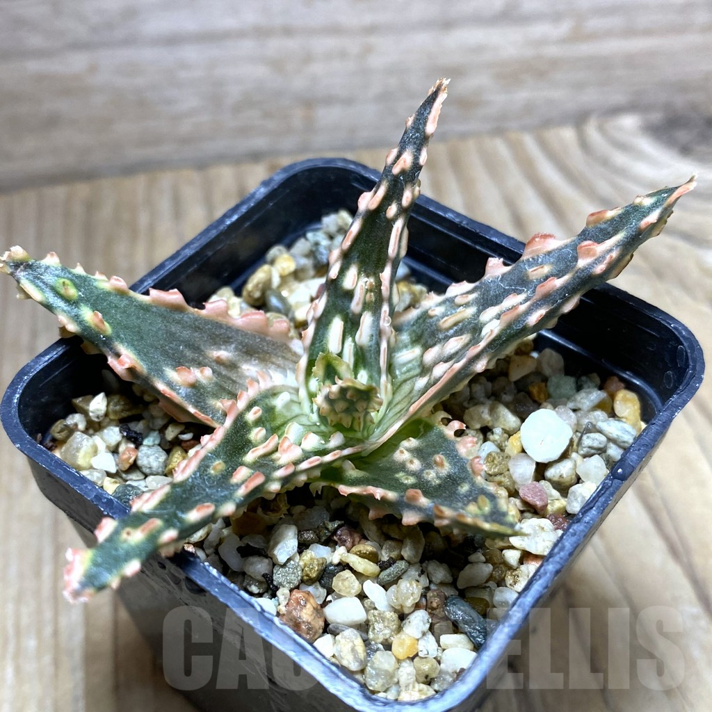 SHPR32458 Aloe TCT hybrid - Image 2