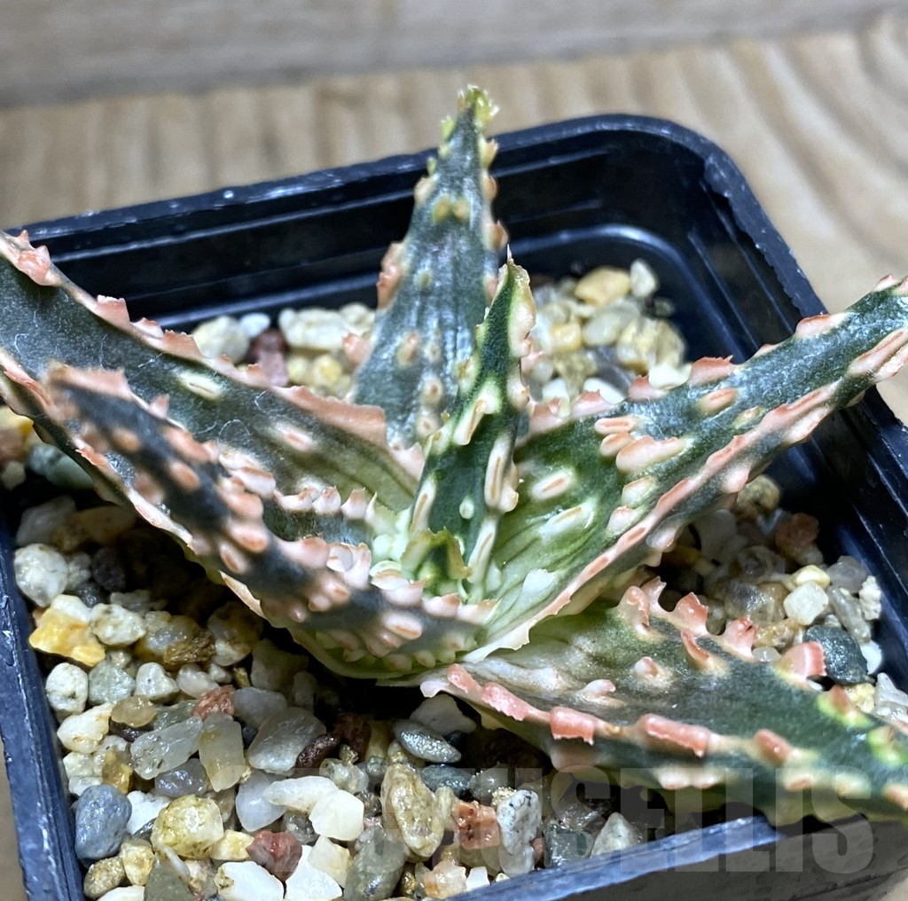 SHPR32458 Aloe TCT hybrid