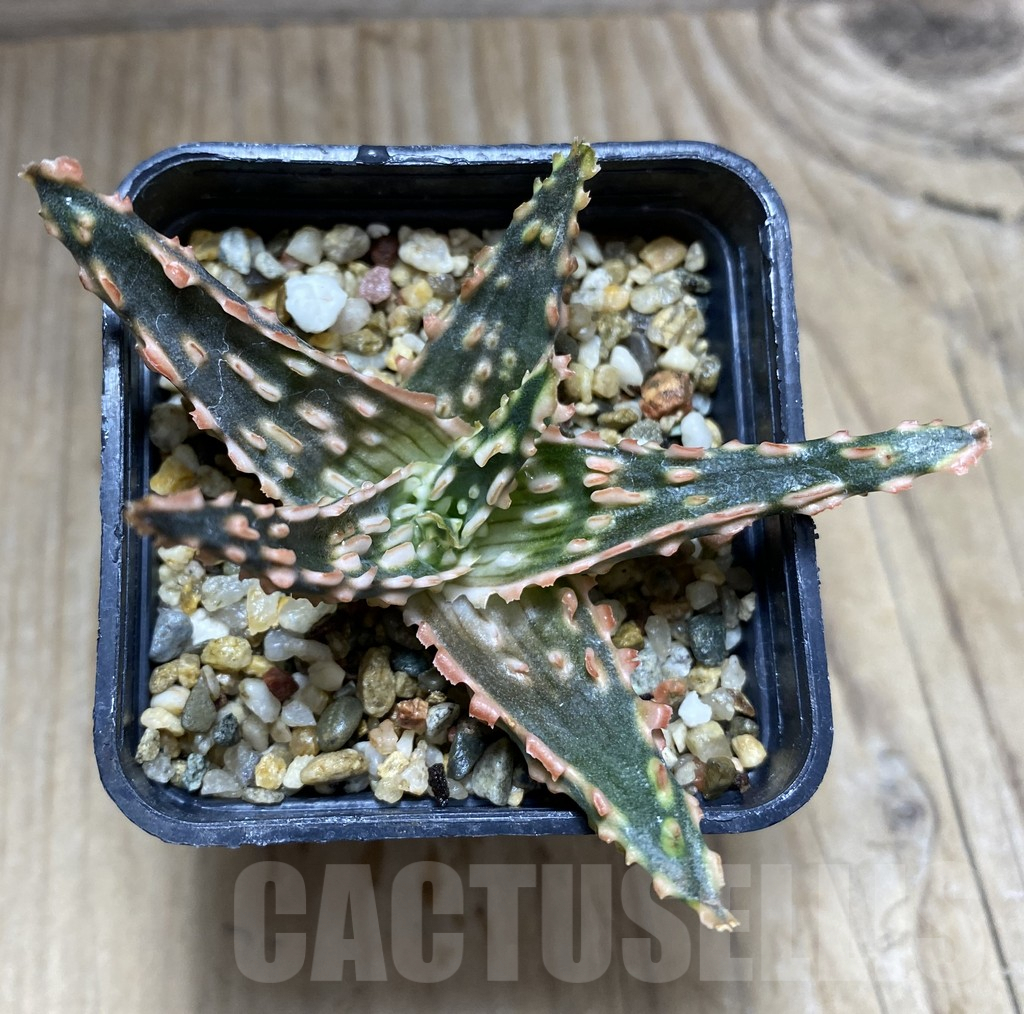 SHPR32458 Aloe TCT hybrid - Image 3