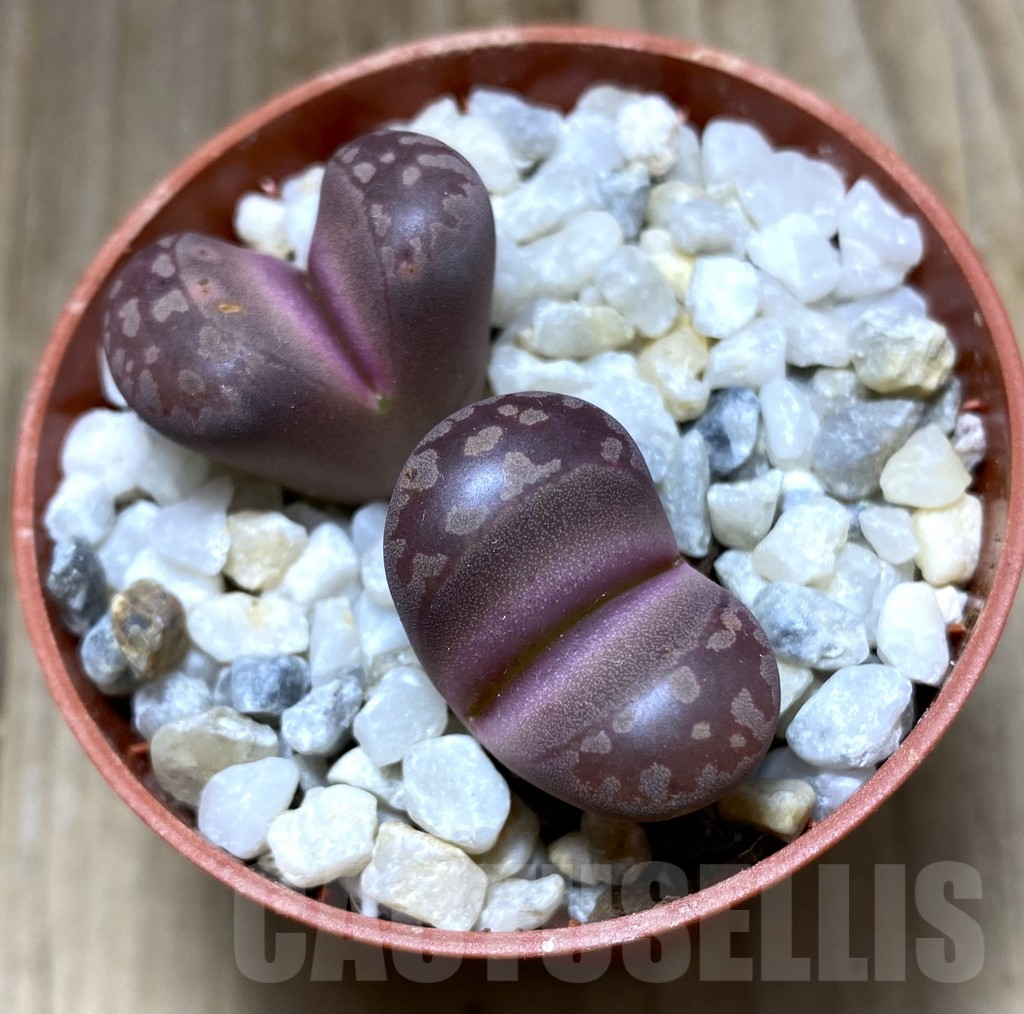 SHPR32465 Lithops otzeniana ‘Cesky Granat’