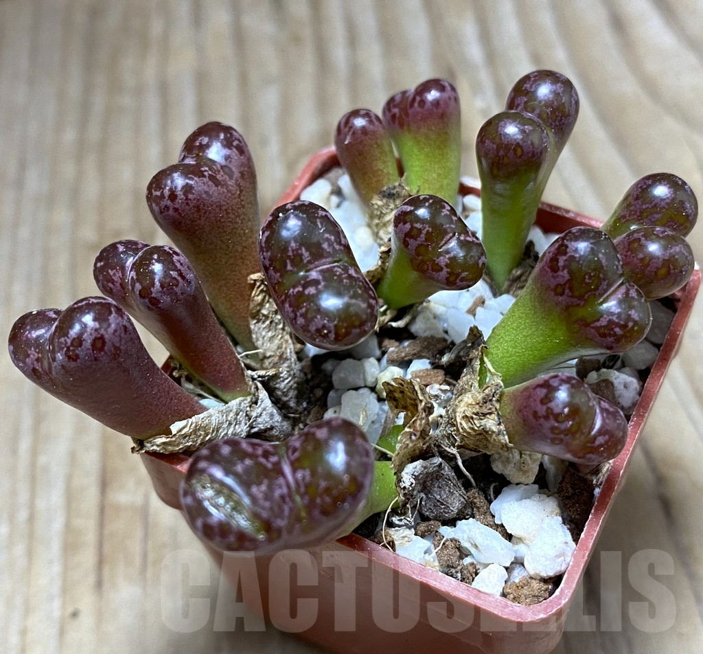 コノフィツム　Conophytum pellucidum var.neohallii 5CR-31 MG1410.841 S.siherfontein ネオハリー コノフィツム Conophytum pellucidum  5CR-31 MG1410.841