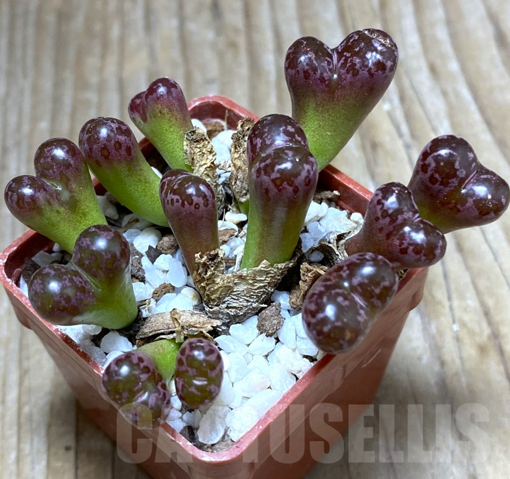 SHPR32466 Conophytum pellucidum v. neohallii 'Makin's plum’ - Image 3