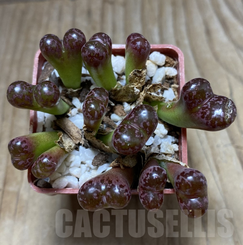 SHPR32466 Conophytum pellucidum v. neohallii 'Makin's plum’ - Image 2