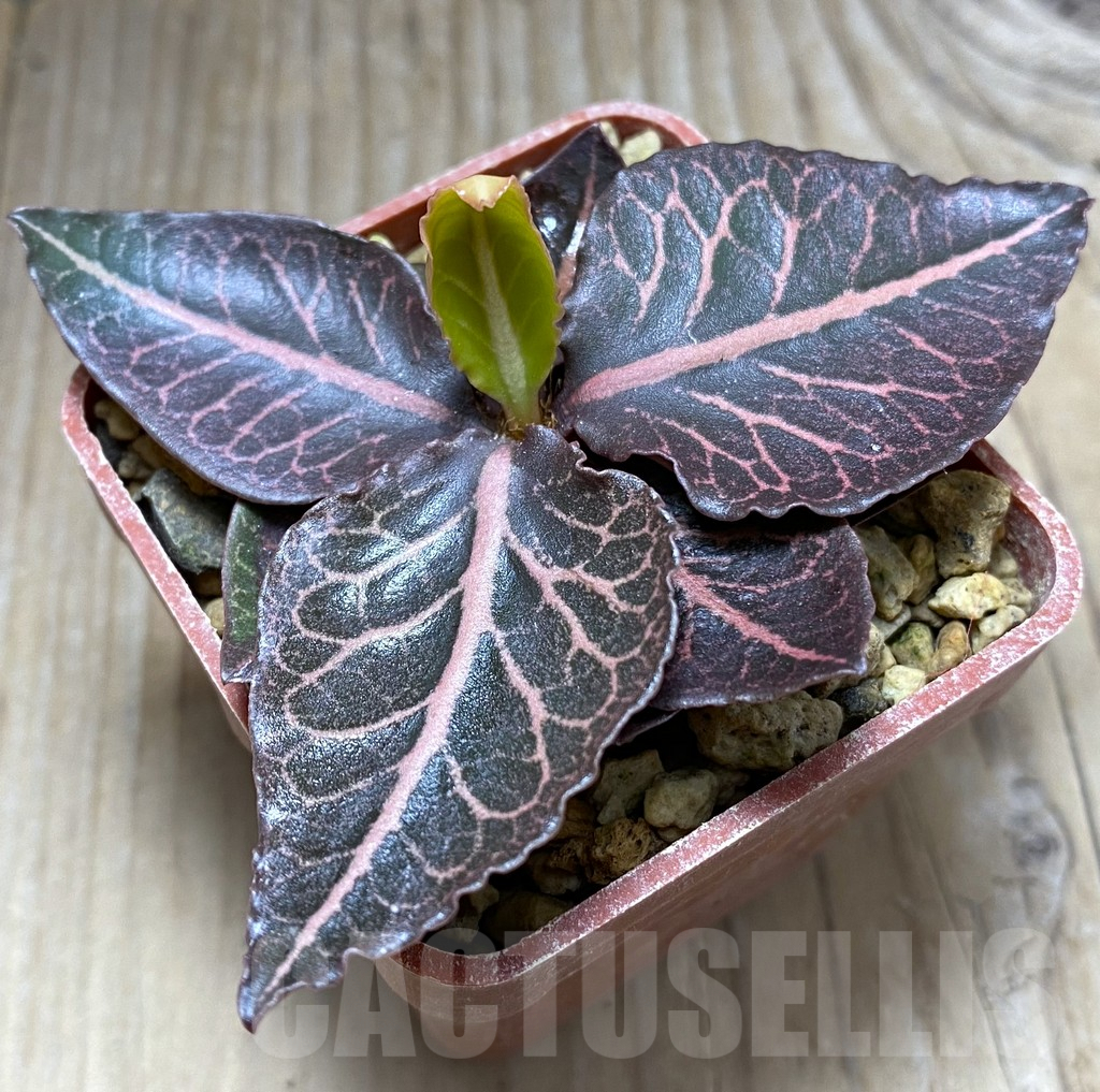 SHPR32467 Euphorbia francoisii hybrid