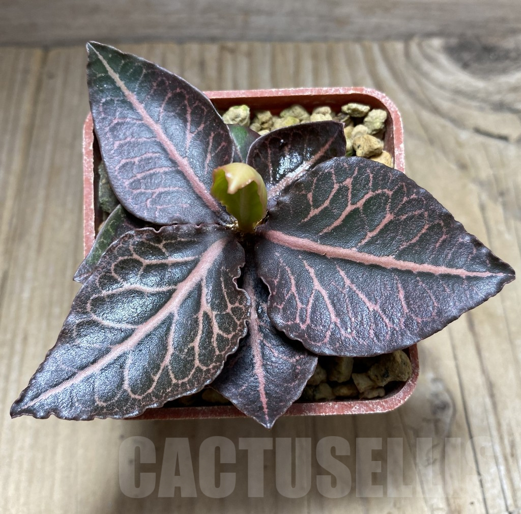 SHPR32467 Euphorbia francoisii hybrid - Obrázek 2