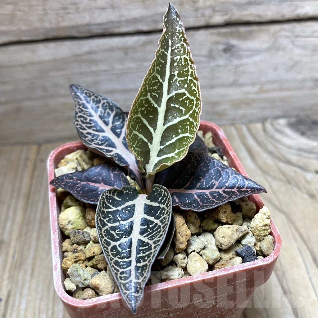 SHPR32469 Euphorbia francoisii hybrid