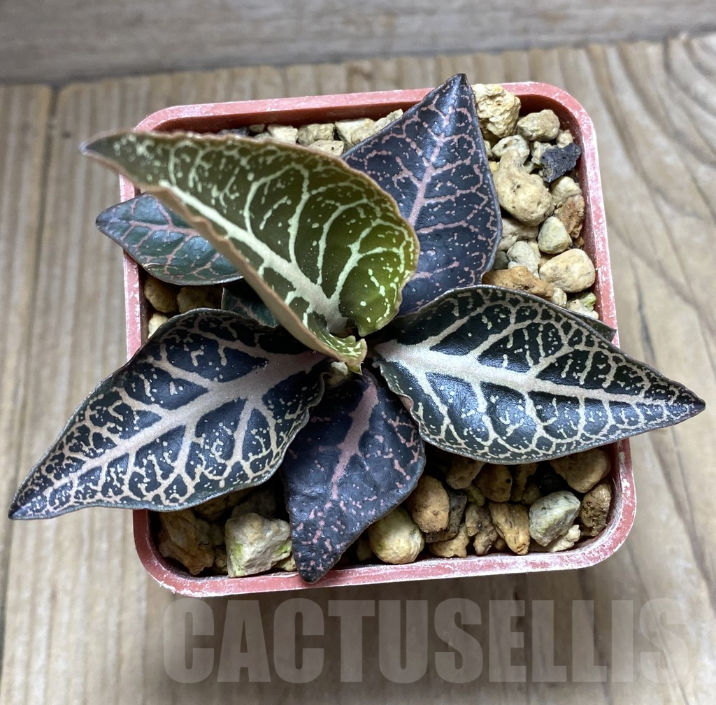 SHPR32469 Euphorbia francoisii hybrid - Obrázek 2