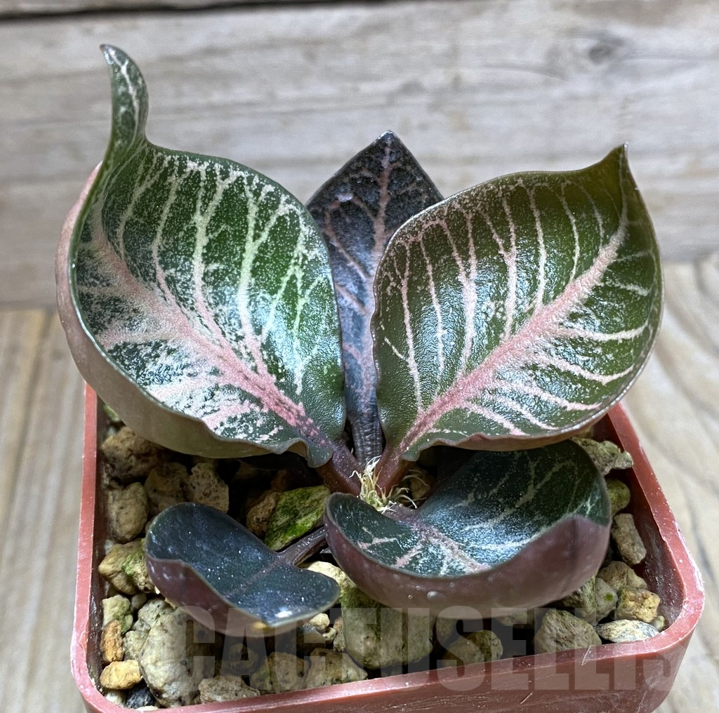 SHPR32470 Euphorbia francoisii hybrid