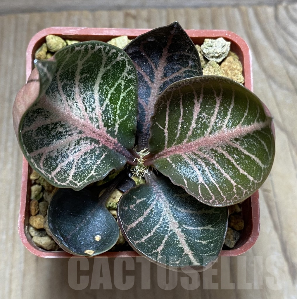 SHPR32470 Euphorbia francoisii hybrid - immagine 2