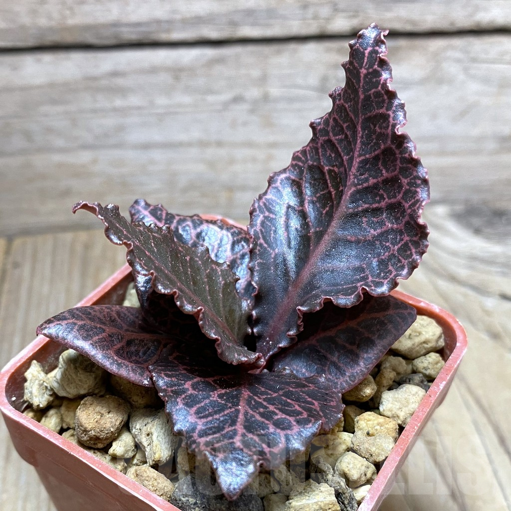 SHPR32471 Euphorbia francoisii hybrid