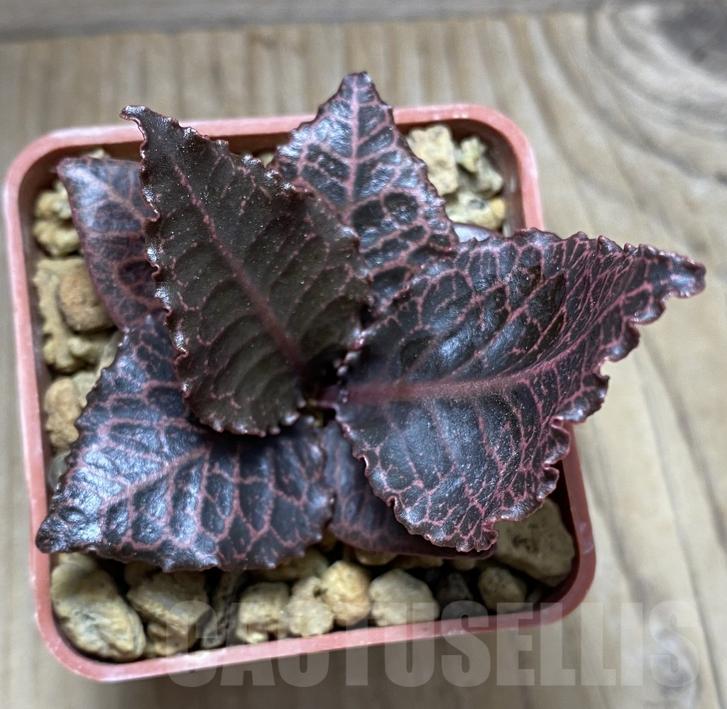 SHPR32471 Euphorbia francoisii hybrid - Image 2