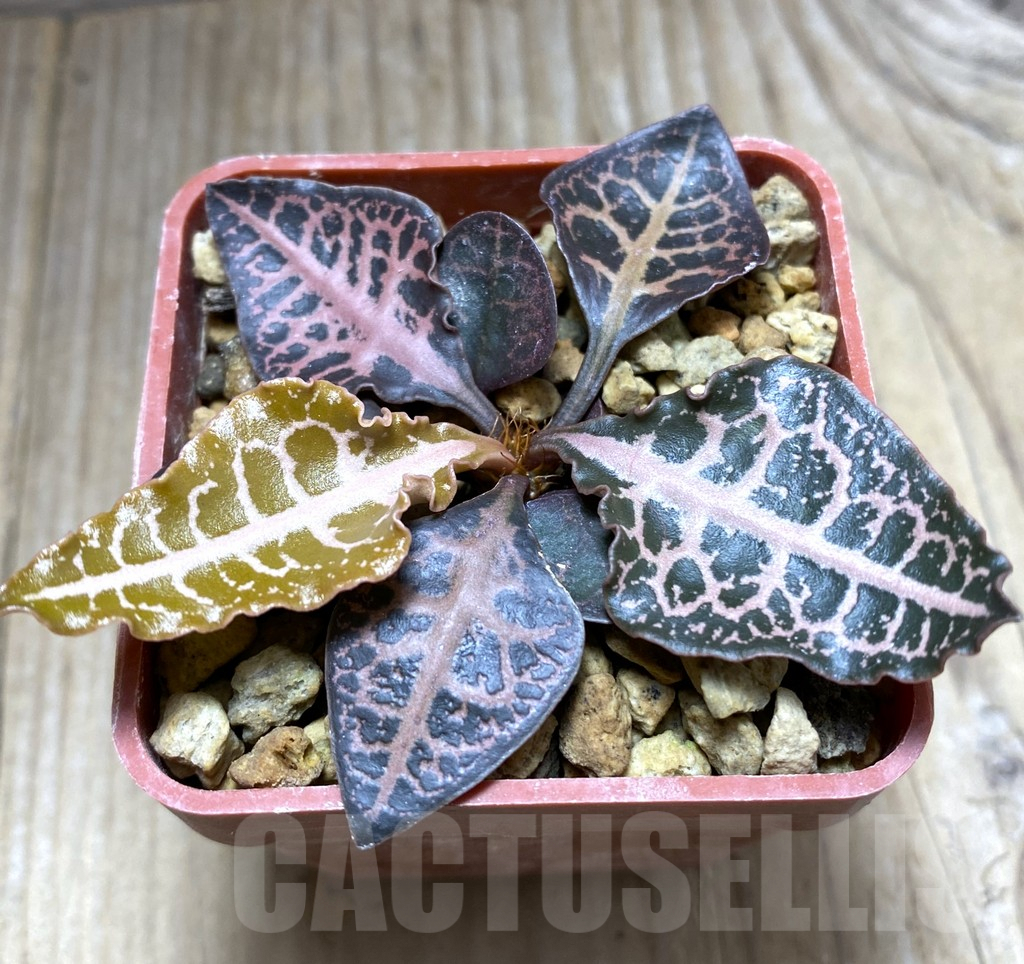 SHPR32472 Euphorbia francoisii hybrid