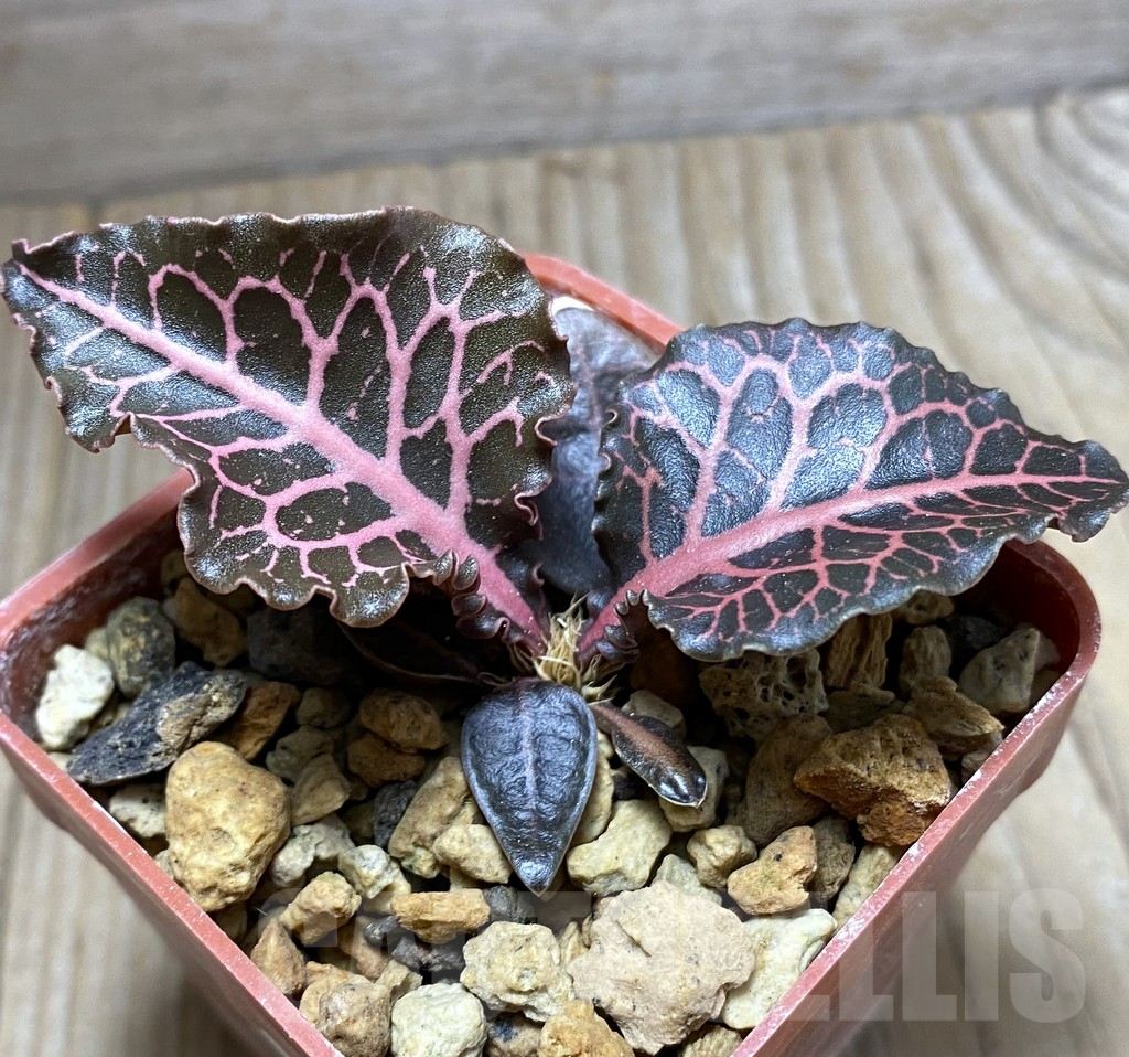 SHPR32473 Euphorbia francoisii hybrid