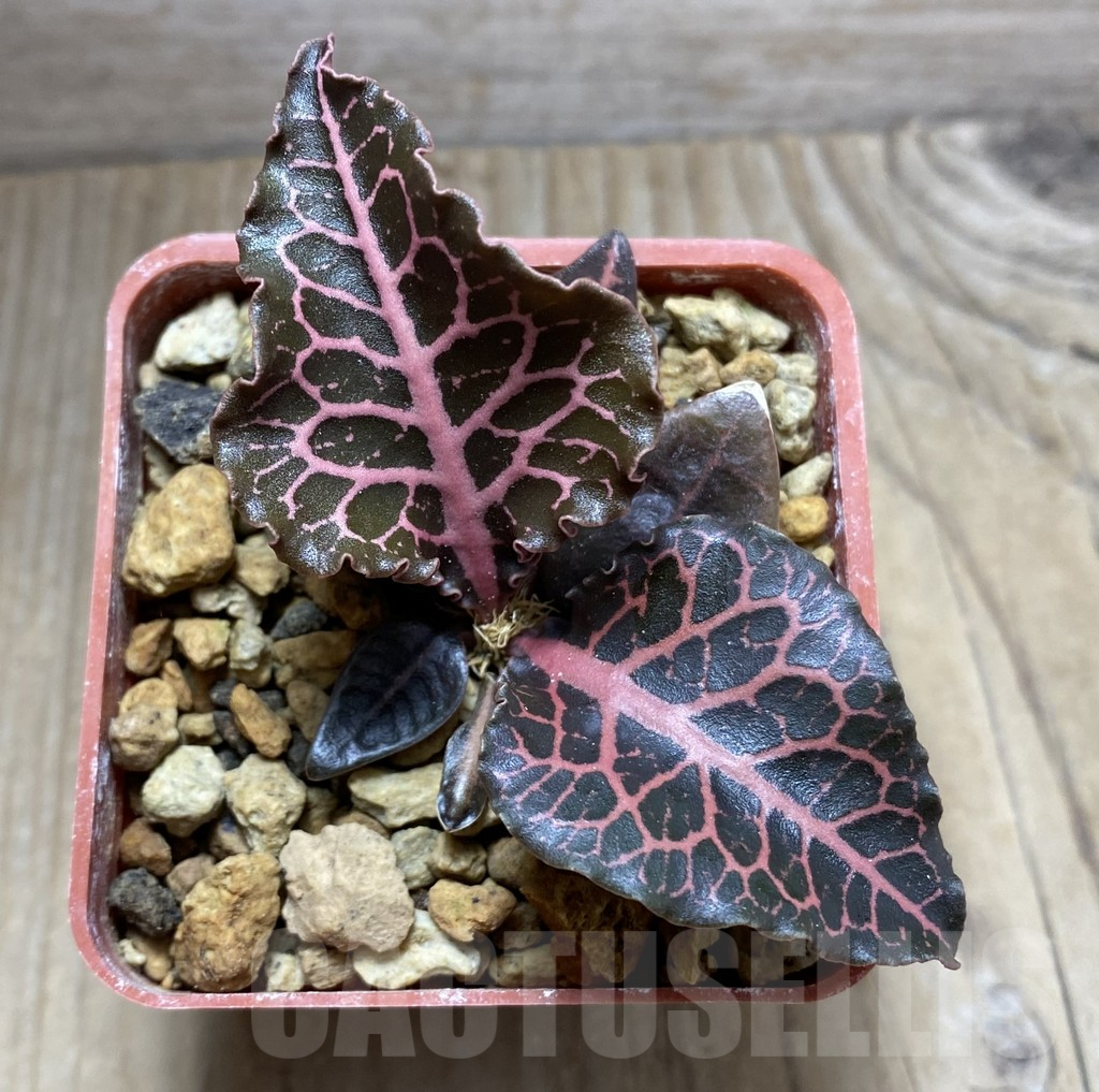 SHPR32473 Euphorbia francoisii hybrid - Image 2