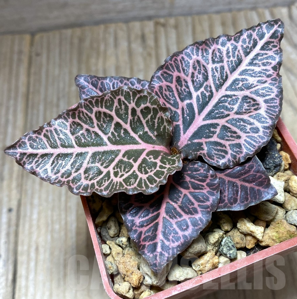 SHPR32474 Euphorbia francoisii hybrid