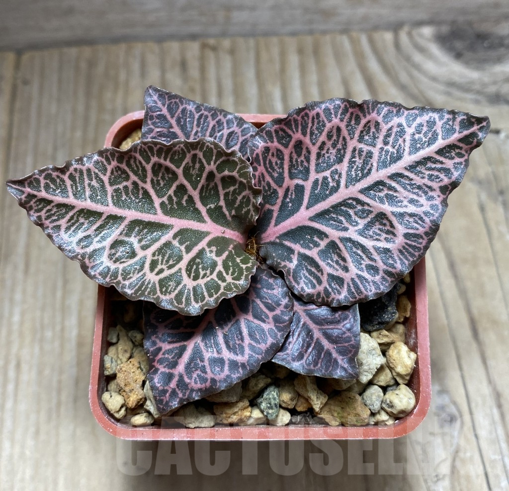 SHPR32474 Euphorbia francoisii hybrid - Image 2