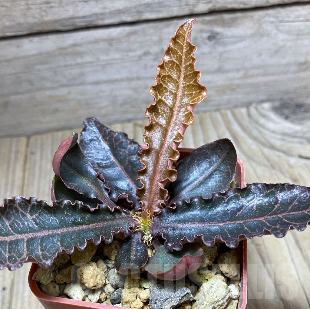 SHPR32475 Euphorbia francoisii hybrid