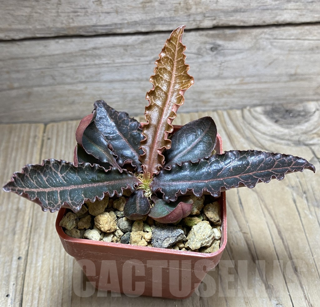 SHPR32475 Euphorbia francoisii hybrid - Image 2