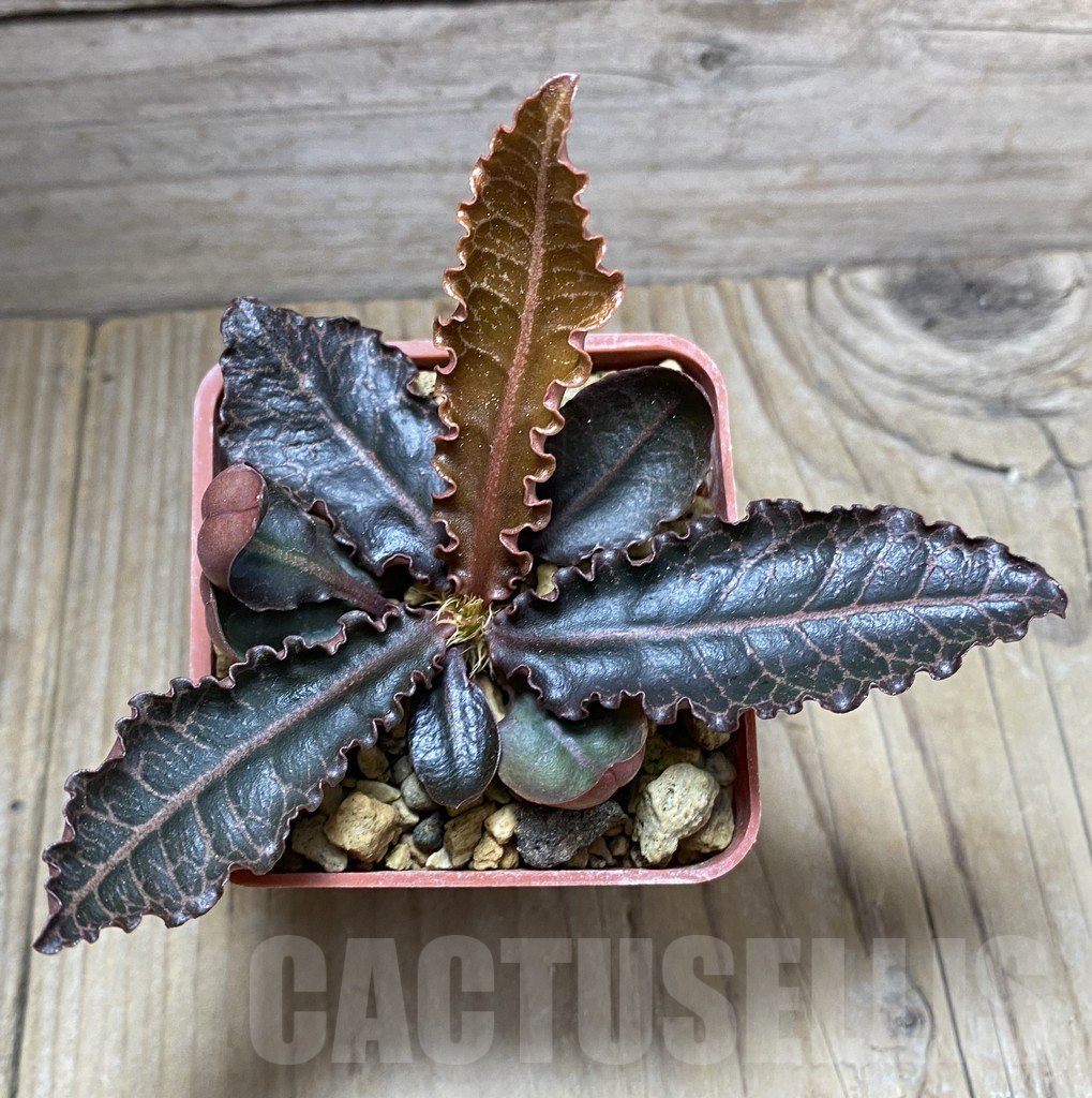 SHPR32475 Euphorbia francoisii hybrid - Image 3