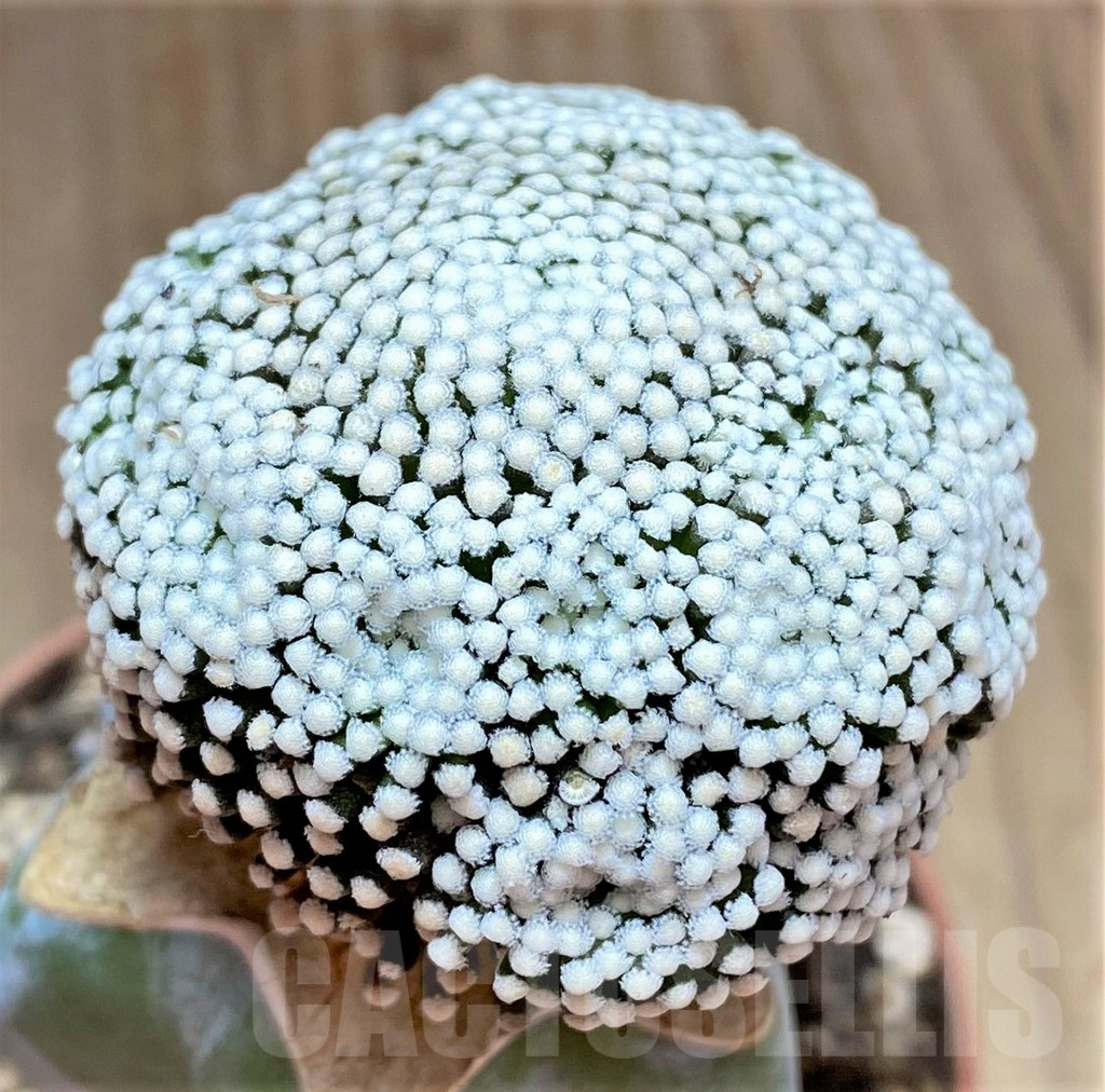 SHPR32476 Mammillaria luethyi, grafted